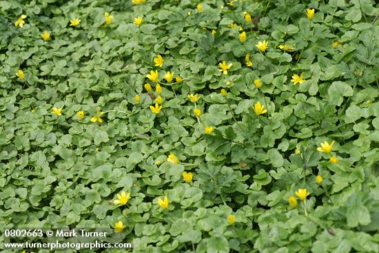 Lesser Celandine