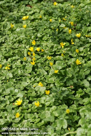 Lesser Celandine