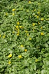 Lesser Celandine