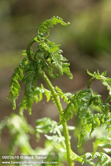 Spiny Wood Fern new foliage unfurling detail