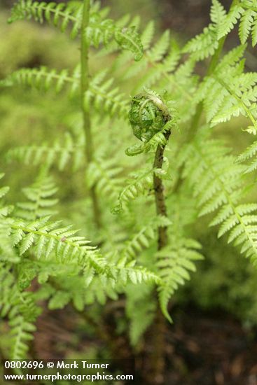 Lady Fern new foliage unfurling