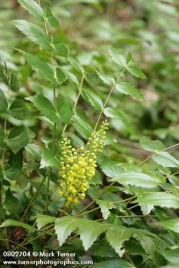 Dwarf Oregon-grape blossoms & foliage