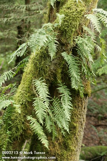 Licorice Ferns on moss-covered Bigleaf Maple trunk