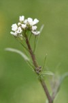 Shepherd's Purse blossoms detail