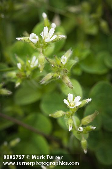 Large Mouse Ear Chickweed blossoms
