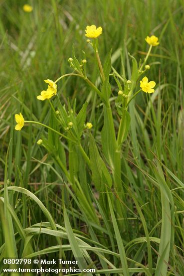 Water Plantain Buttercup