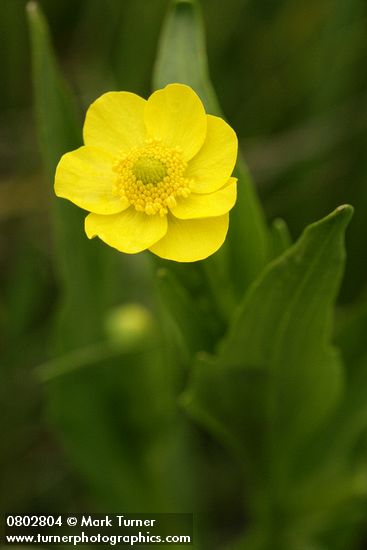 Water Plantain Buttercup blossom detail