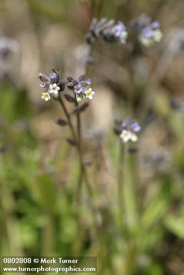 Yellow and Blue Forget-me-nots