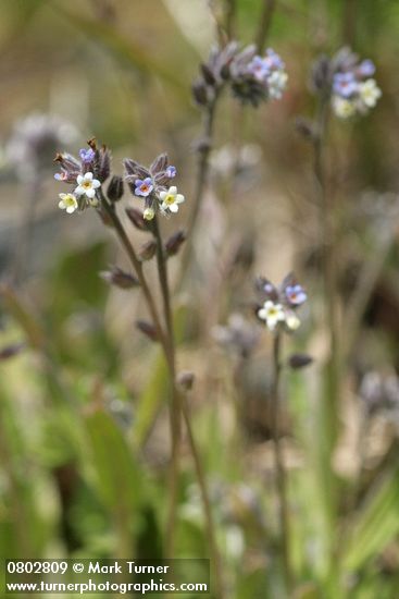 Yellow and Blue Forget-me-nots