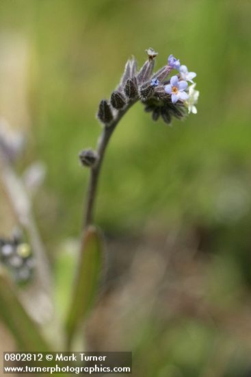 Yellow and Blue Forget-me-not blossoms detail