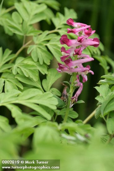 Scouler's Corydalis blossoms & foliage
