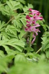 Scouler's Corydalis blossoms & foliage