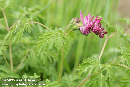 Scouler's Corydalis blossoms & foliage