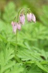 Pacific Bleeding Heart blossoms & foliage