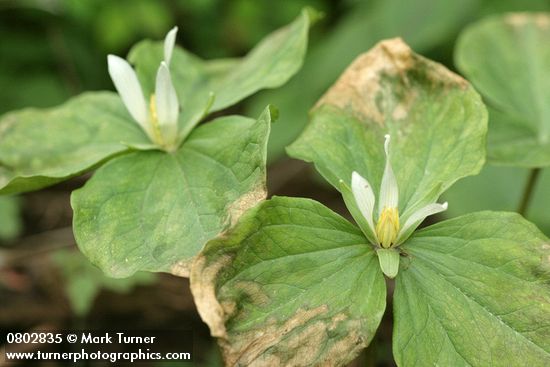 Small-flowered Trillium blossoms & damaged foliage