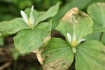 Small-flowered Trillium blossoms & damaged foliage