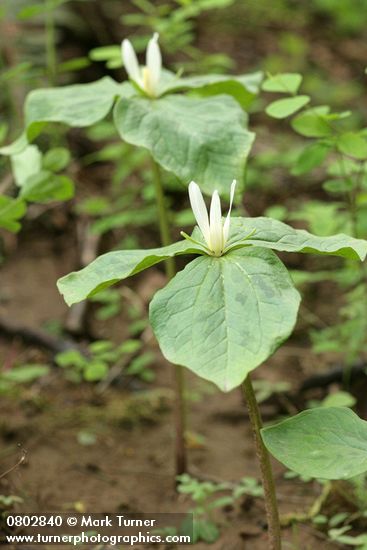 Small-flowered Trilliums