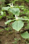 Small-flowered Trilliums