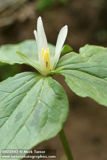Small-flowered Trillium blossom & foliage