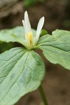 Small-flowered Trillium blossom & foliage