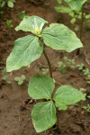 Small-flowered Trilliums