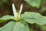 Small-flowered Trillium blossom & foliage