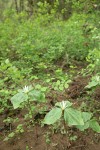 Small-flowered Trilliums in habitat w/ Snowberries
