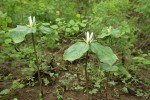 Small-flowered Trilliums in habitat w/ Snowberries