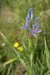 Common Camas