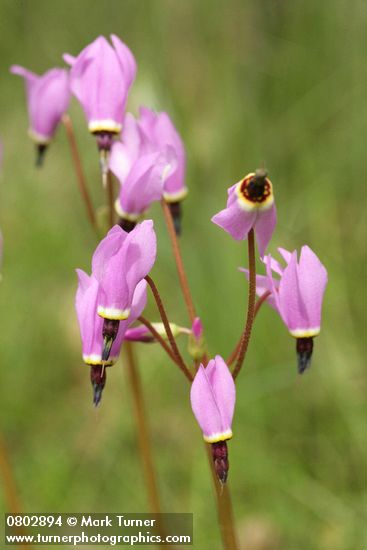 Henderson's Shooting Star blossoms detail