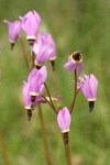 Henderson's Shooting Star blossoms detail