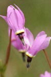 Henderson's Shooting Star blossoms detail