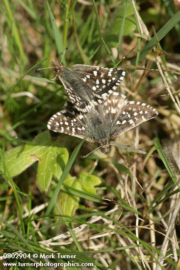 Two-banded Checkered Skipper butterflies mating