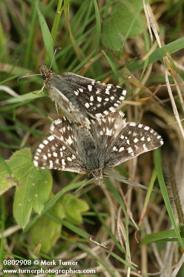 Two-banded Checkered Skipper butterflies mating
