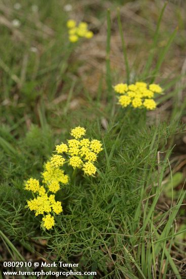 Spring Gold (Fine-leaf Desert Parsley)