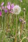 Dandelion seedhead w/ Henderson's Shooting Stars soft bkgnd