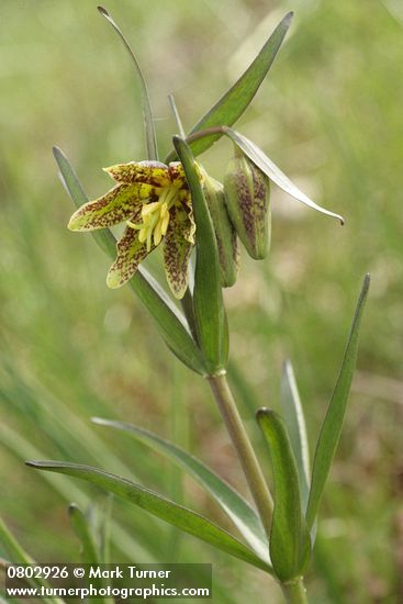 Mission Bells (Checker Lily) blossom, buds & foliage