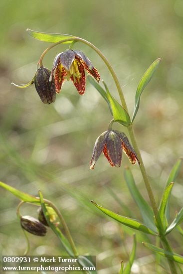 Mission Bells (Checker Lily), backlit