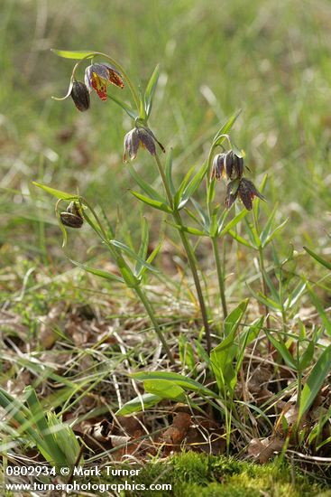 Mission Bells (Checker Lily), backlit