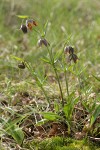 Mission Bells (Checker Lily), backlit