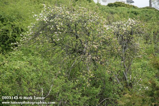 Escaped domestic Apple tree blooming among Nootka Roses
