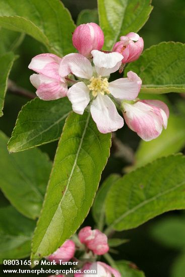 Domestic Apple blossoms & foliage
