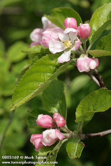 Domestic Apple blossoms & foliage