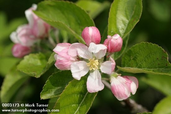 Domestic Apple blossoms & foliage