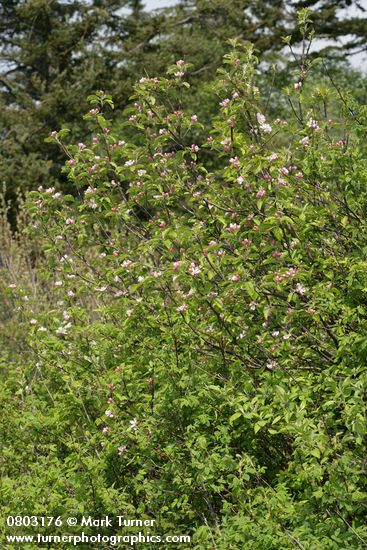 Shrubby Domestic Apple blooming among Nootka Roses