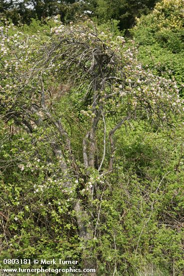 Shrubby Domestic Apple blooming among Nootka Roses