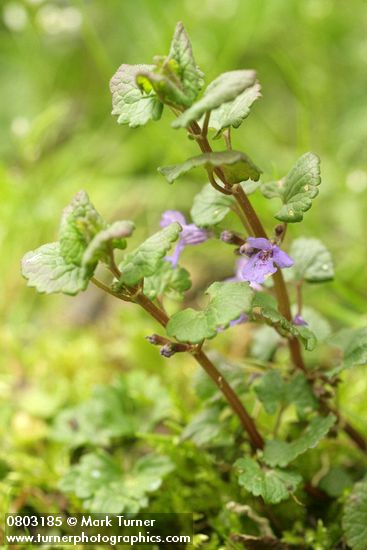 Ground-Ivy