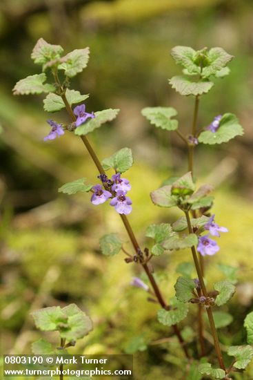 Ground-Ivy