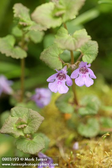 Ground-Ivy