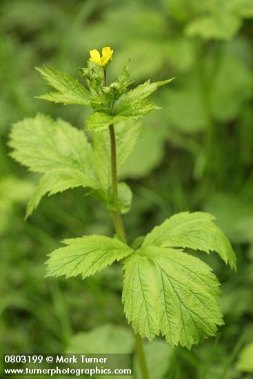 Large-leaved Avens